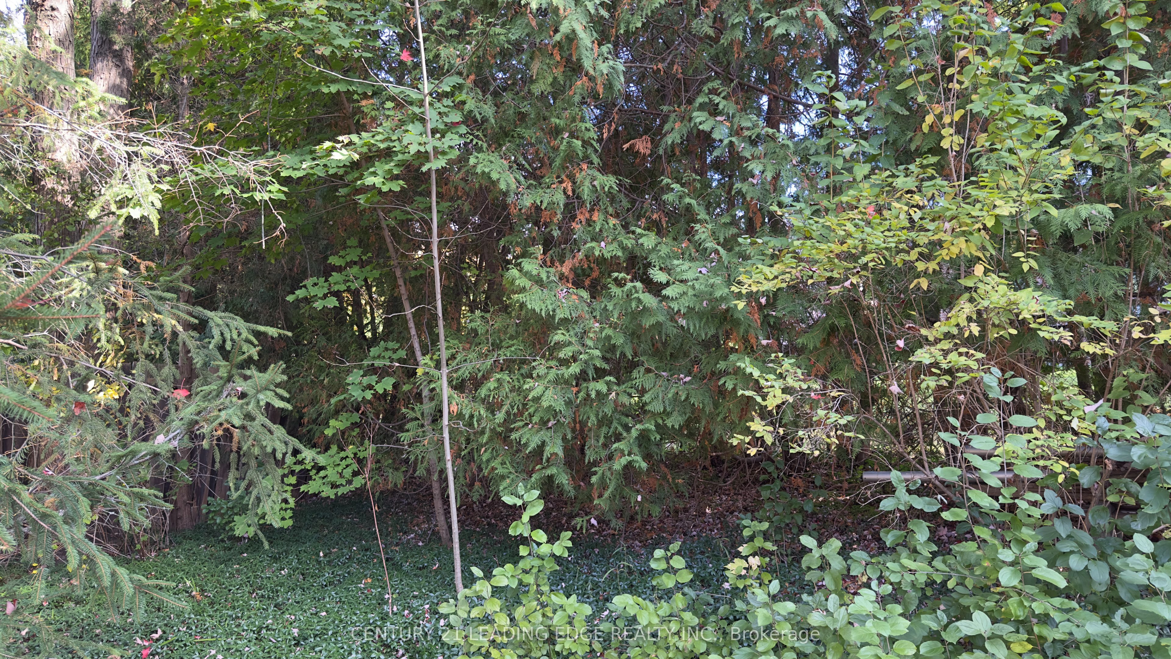 117 WESTWOOD Lane, Richmond Hill, ON L4C 6X8 photo 3