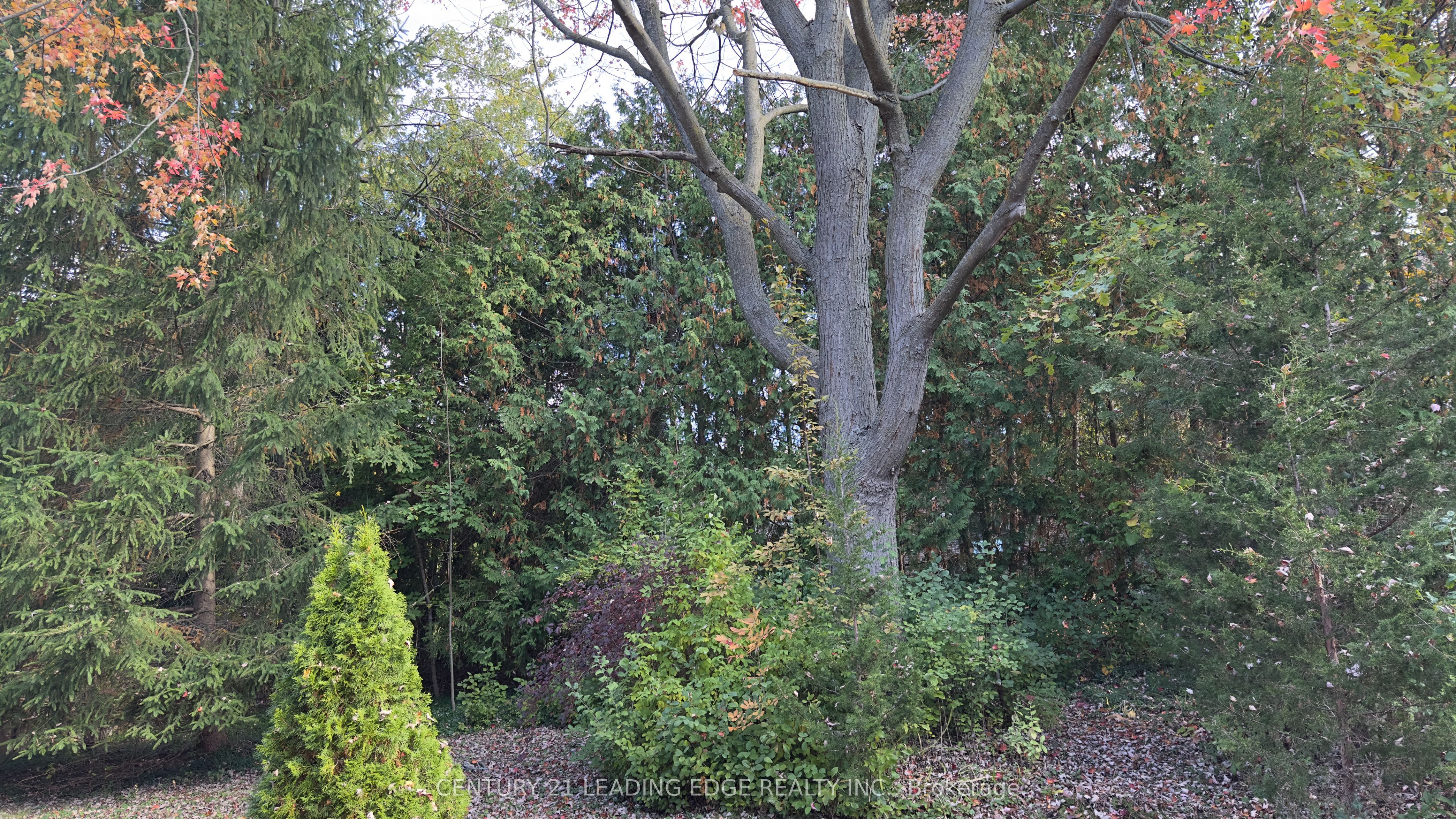 117 WESTWOOD Lane, Richmond Hill, ON L4C 6X8 photo 4