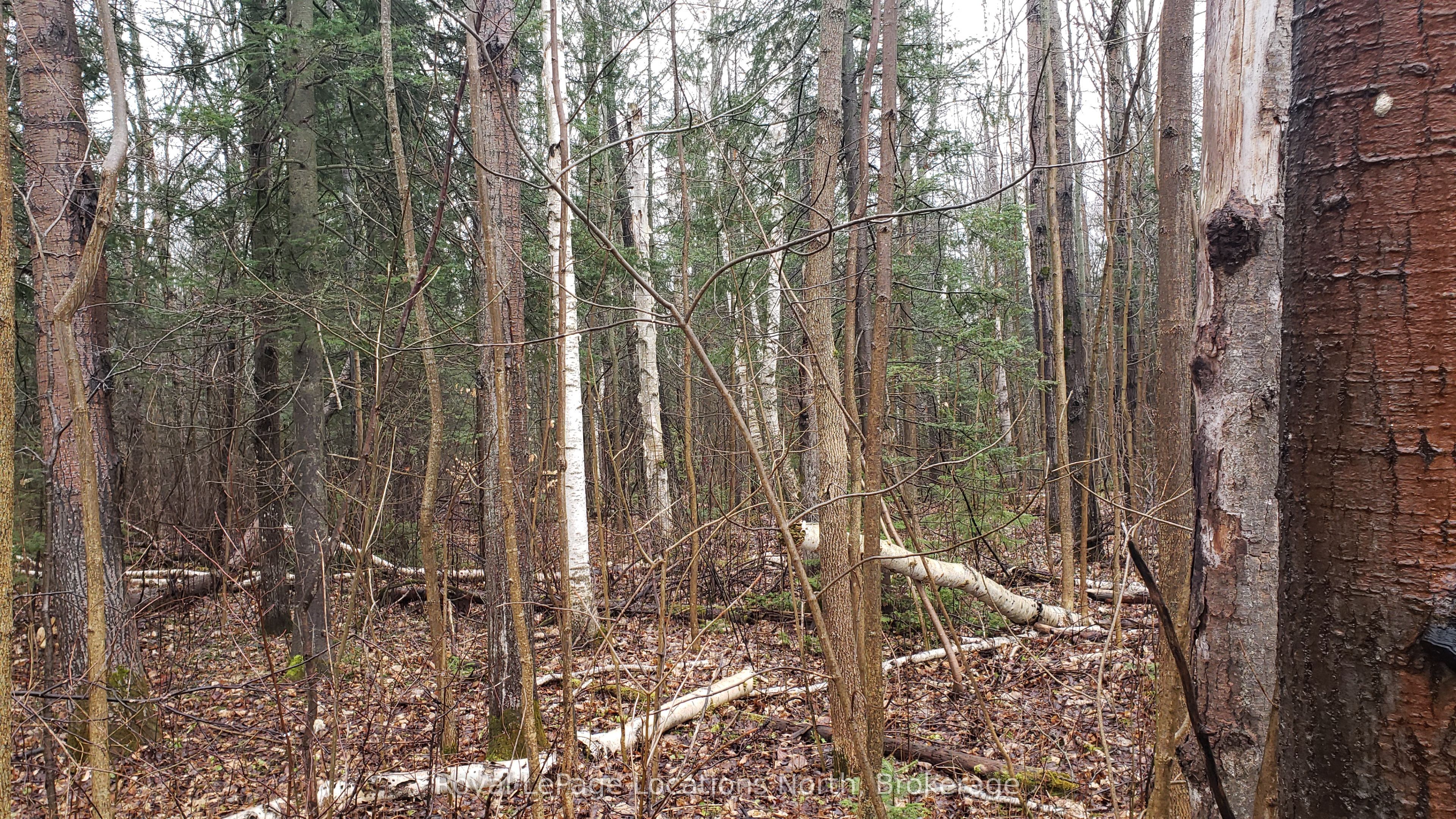 6125 Second Concession Road, Clearview, ON L0N 1P0 photo 4