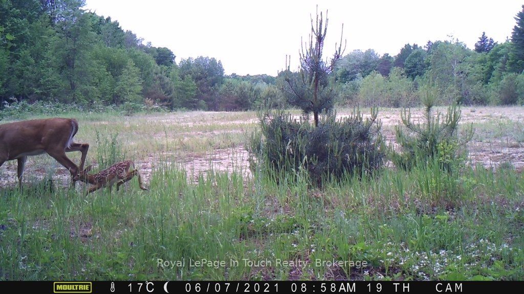 594 County Road 6 Road N, Tiny, ON L0L 2J0 photo 4