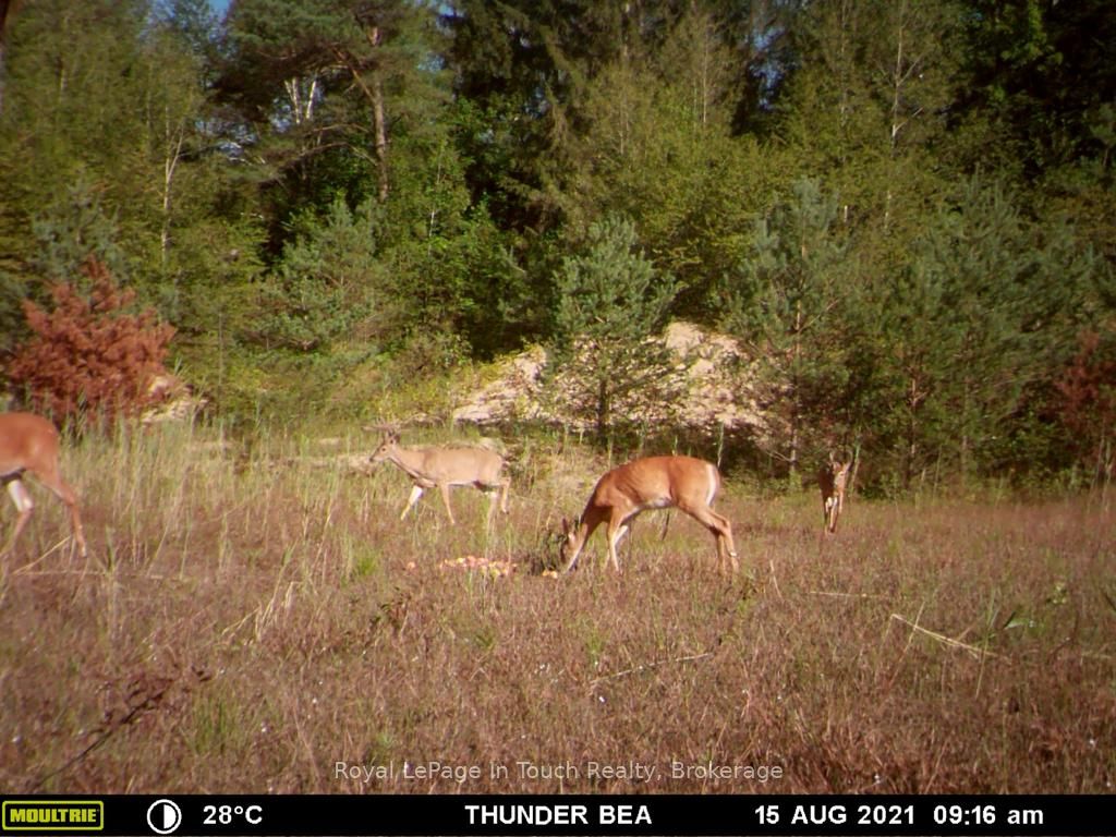 594 County Road 6 Road N, Tiny, ON L0L 2J0 photo 5