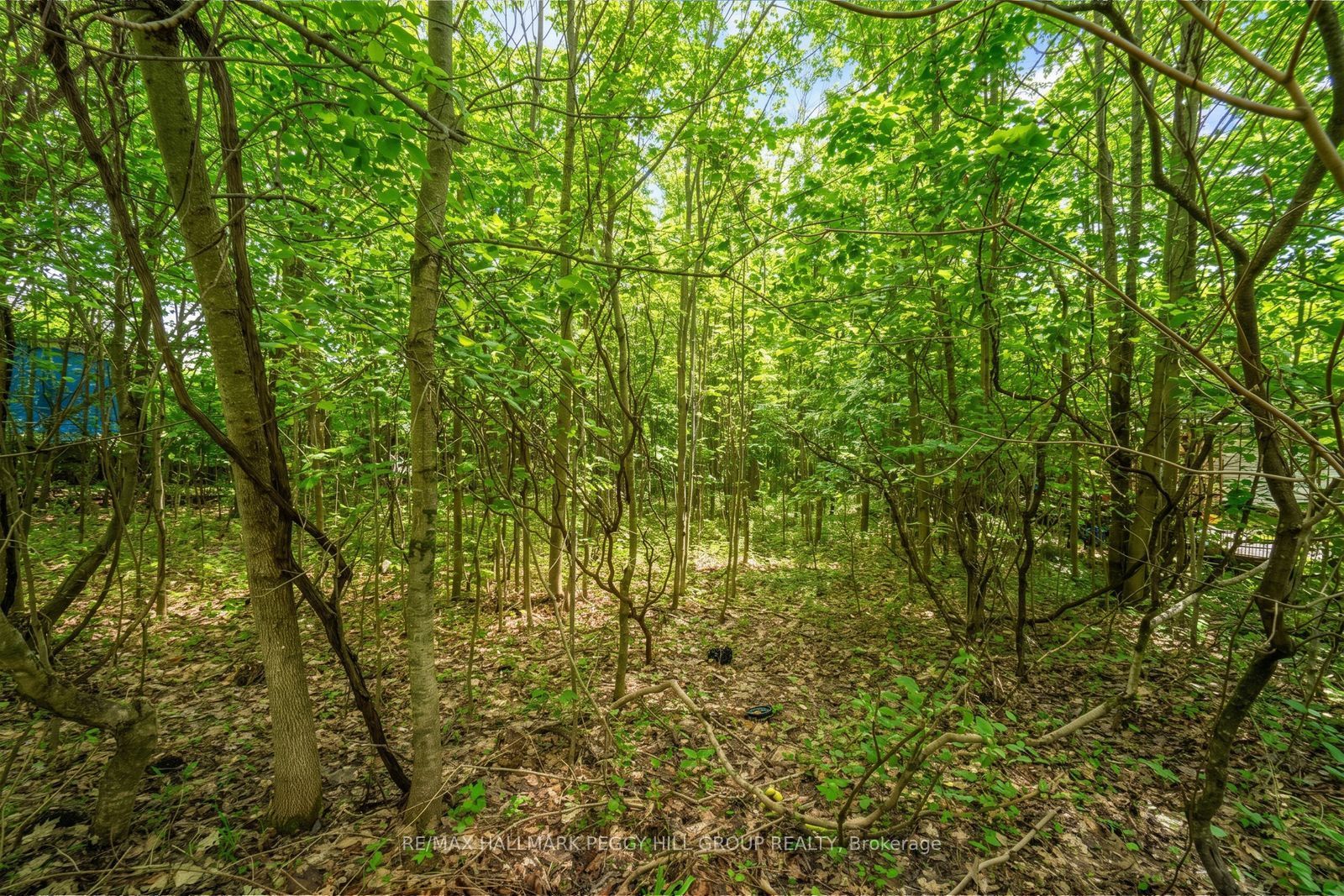 17 Valleyview Drive, Oro-Medonte, ON L0K 1N0 photo 4