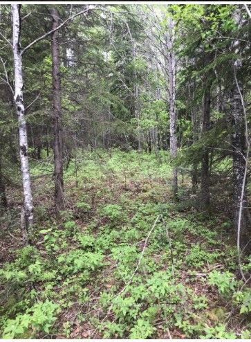75.25 Acres in Pyne Township - PCL 4952, Cochrane, ON P0K 1G0 photo 3