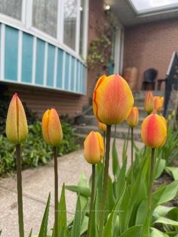 109 Chapman Road, Toronto, ON M9P 1E9 photo 4