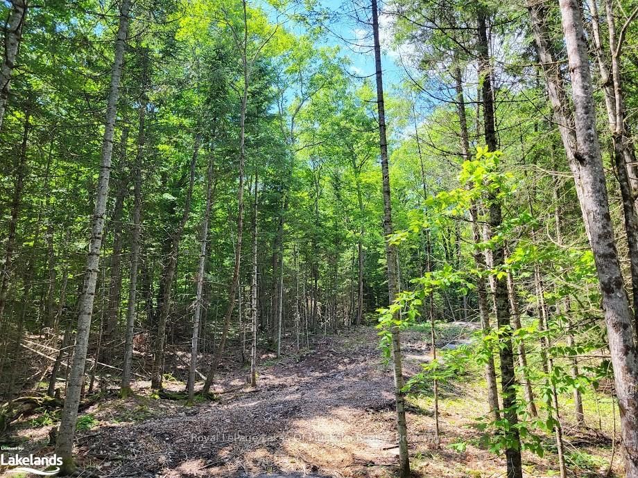 LOT 5 FAIRY FALLS Road, Lake of Bays, ON P0B 1A0 photo 4