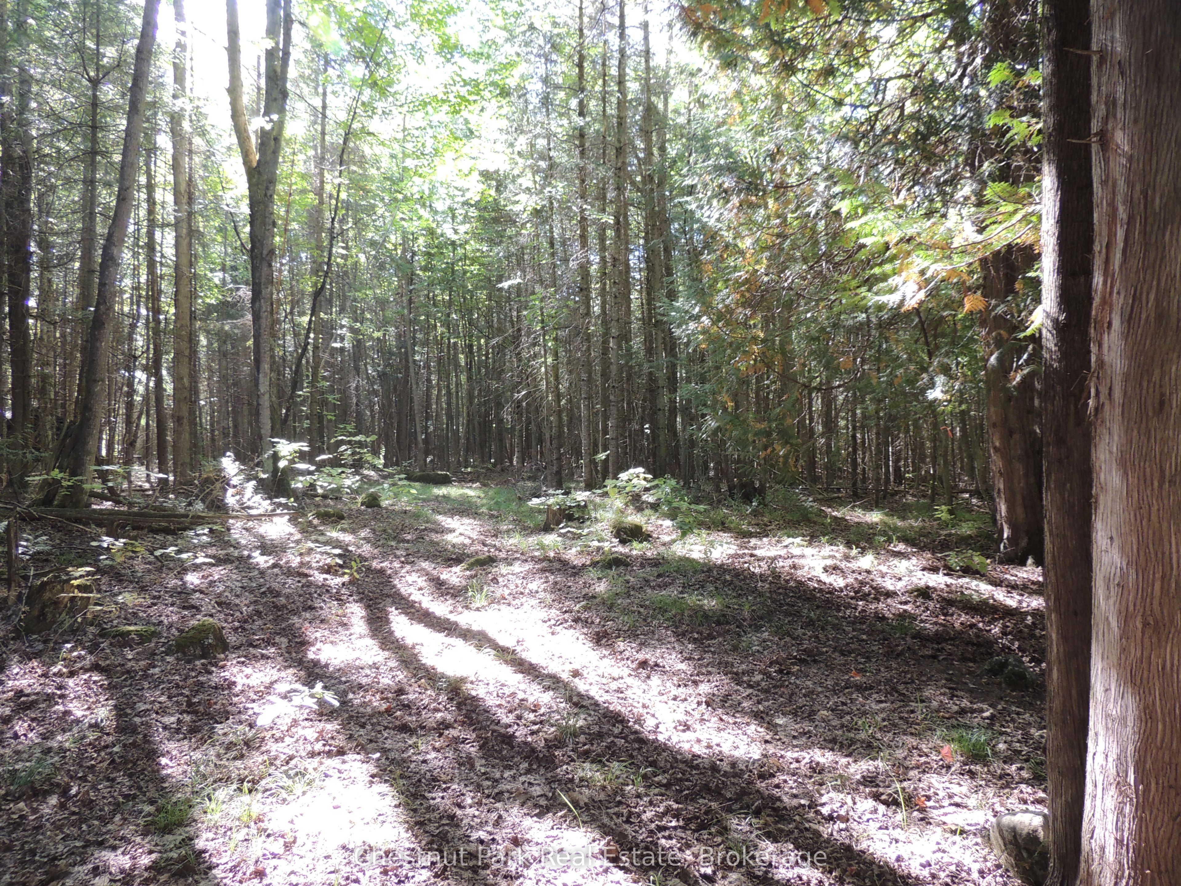 596244 Concession 10, Chatsworth, ON N0H 1R0 photo 3