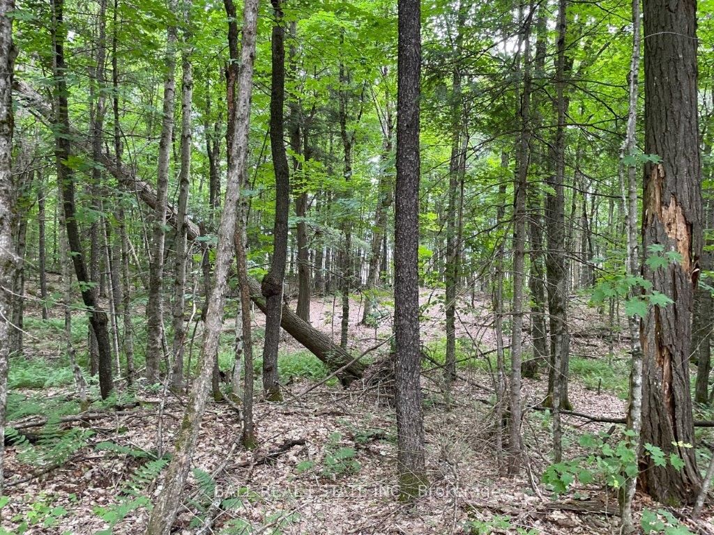 1350 Haliburton Lake Rd N/A, Dysart et al, ON K0M 1S0 photo 3