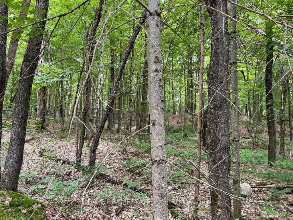 1350 Haliburton Lake Rd N/A, Dysart et al, ON K0M 1S0 photo 4