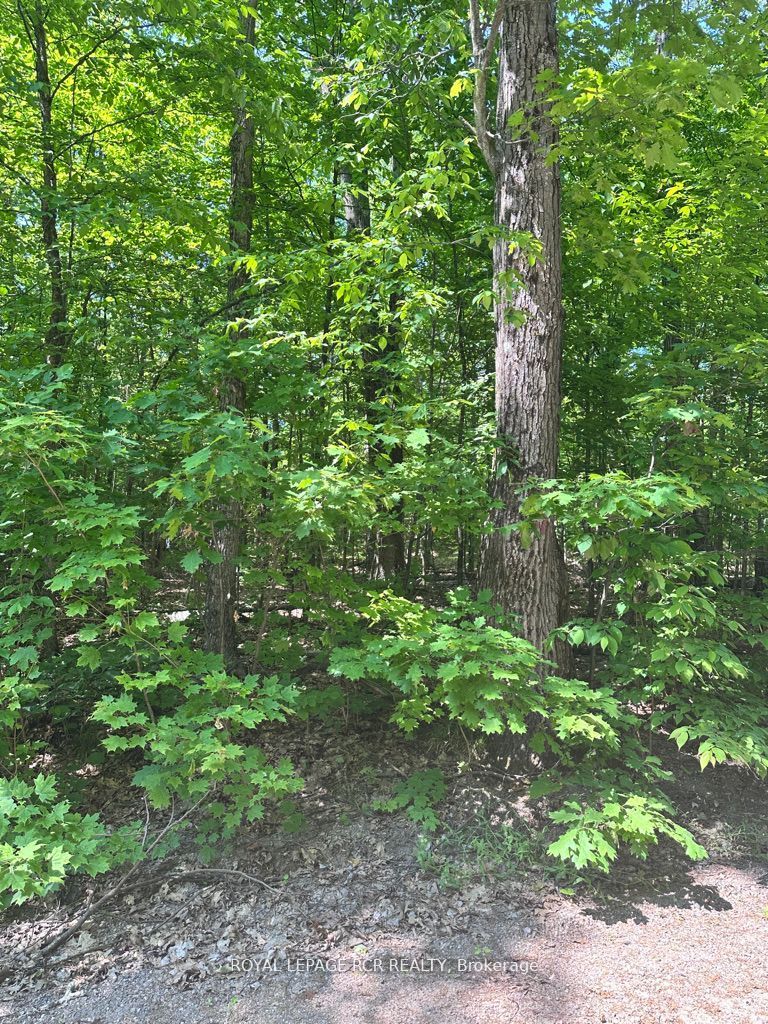 1414 Madill Road, Highlands East, ON K0M 1R0 photo 3