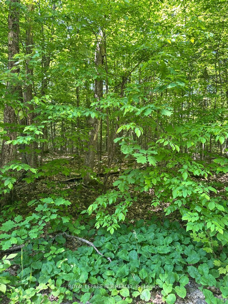 1414 Madill Road, Highlands East, ON K0M 1R0 photo 4