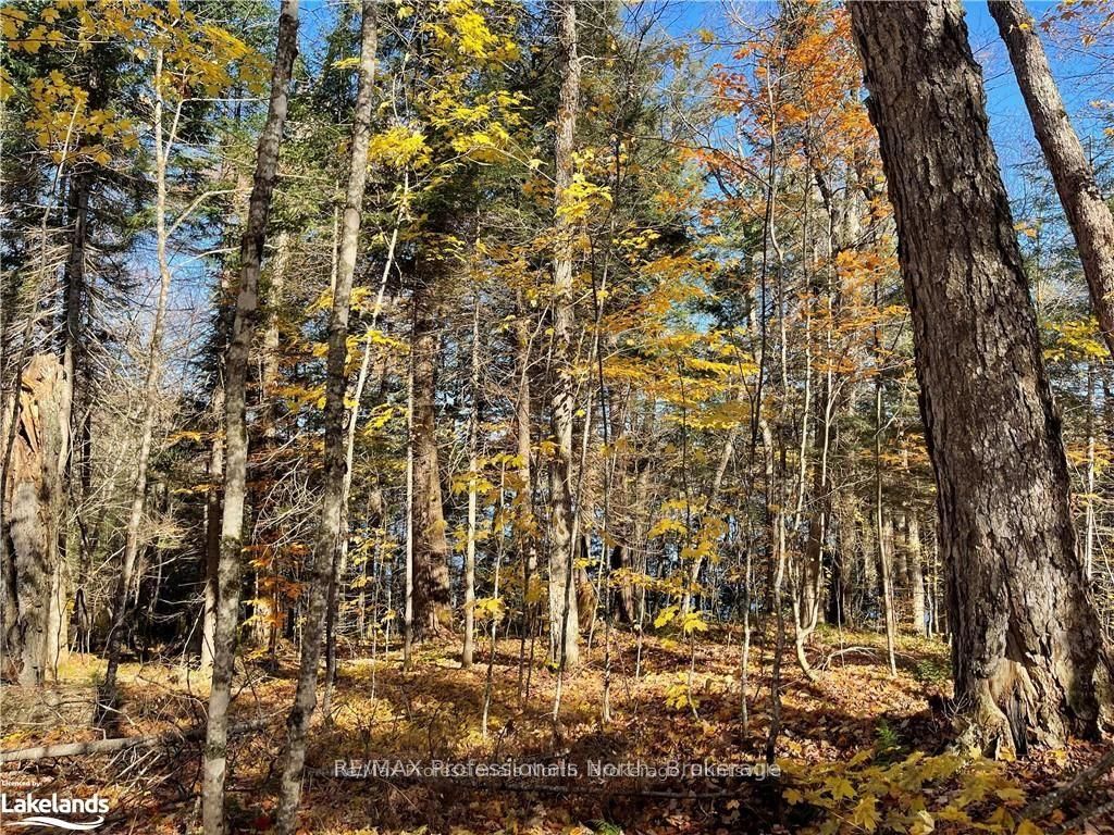 1440-6 WEST OXBOW LAKE Road, Lake of Bays, ON P1H 2J6 photo 5