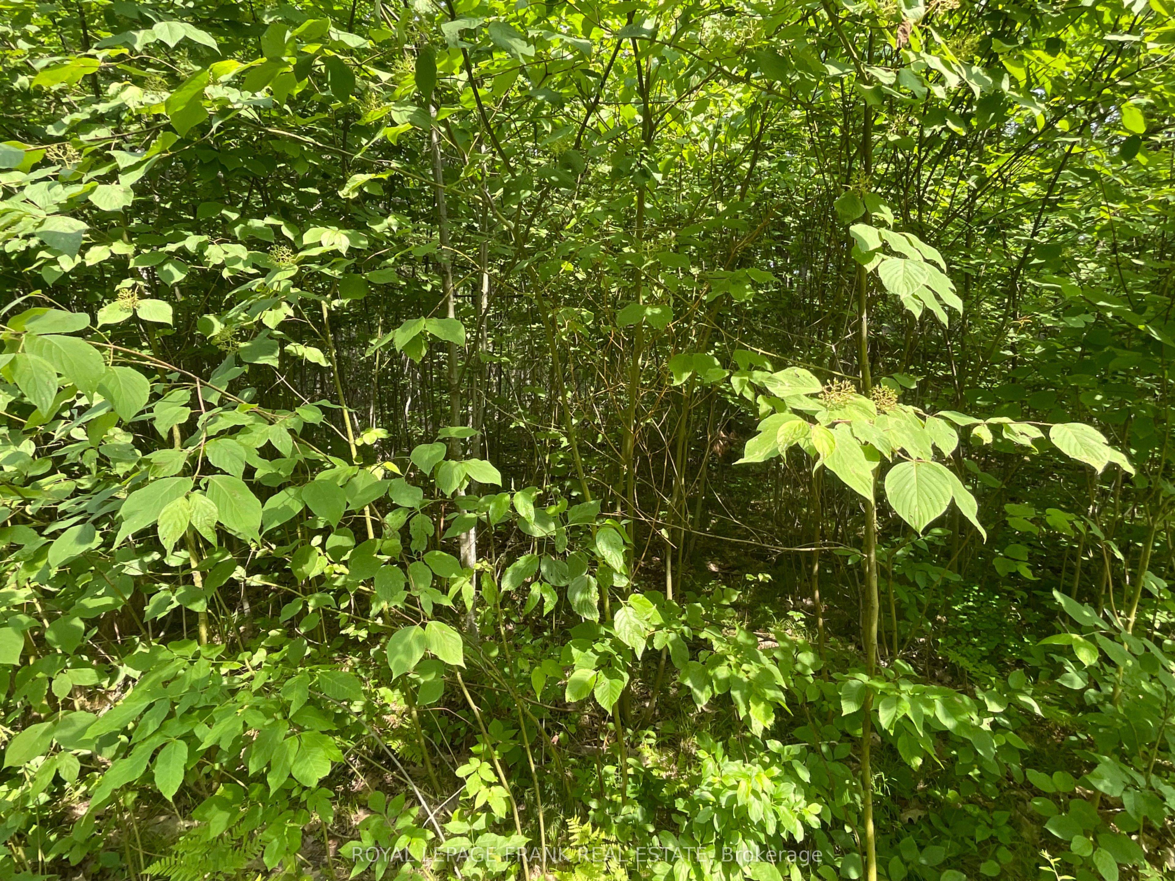 0 Sugarbush Crescent, Trent Lakes, ON K0L 1J0