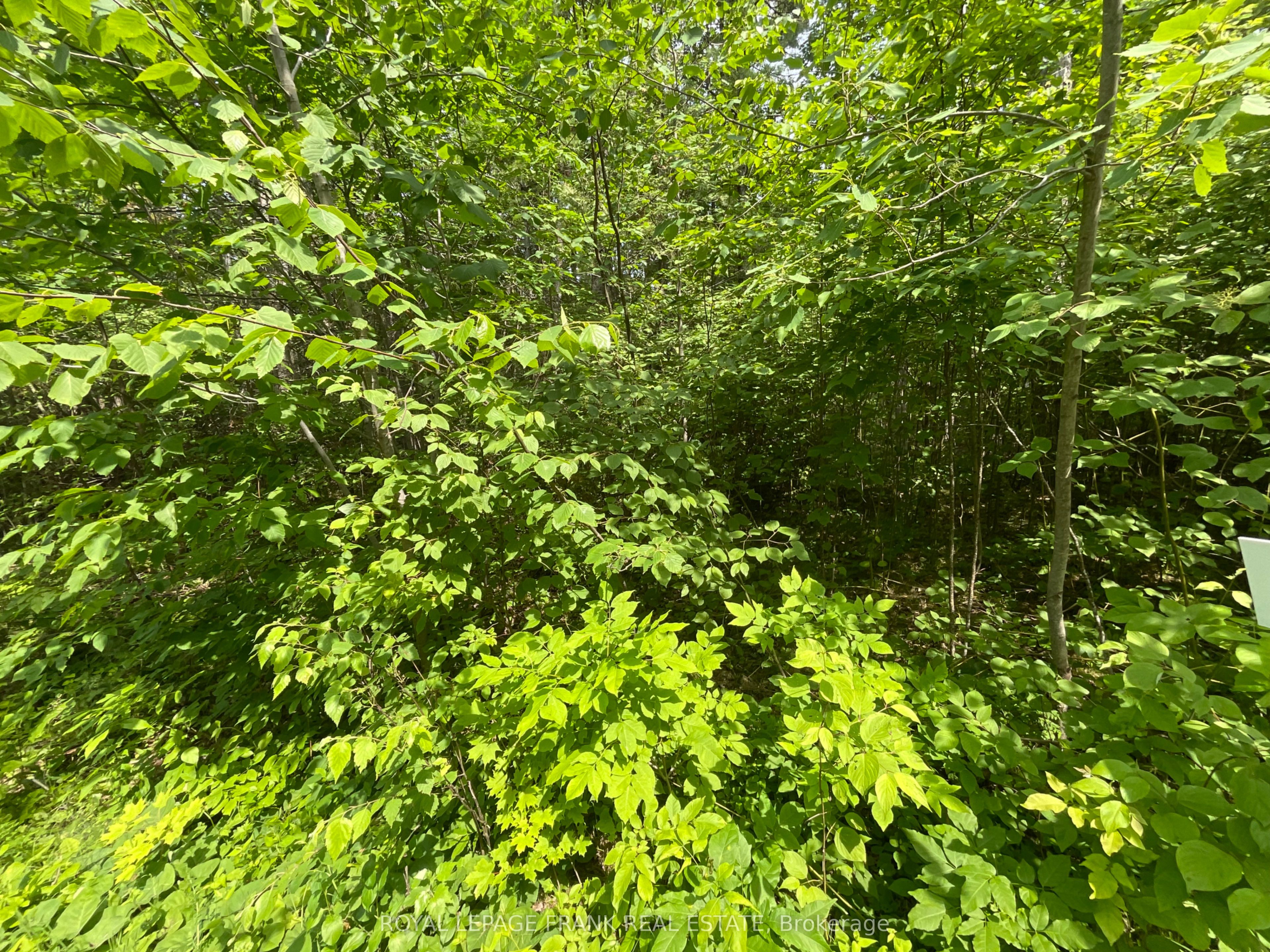 0 Sugarbush Crescent, Trent Lakes, ON K0L 1J0 photo 2