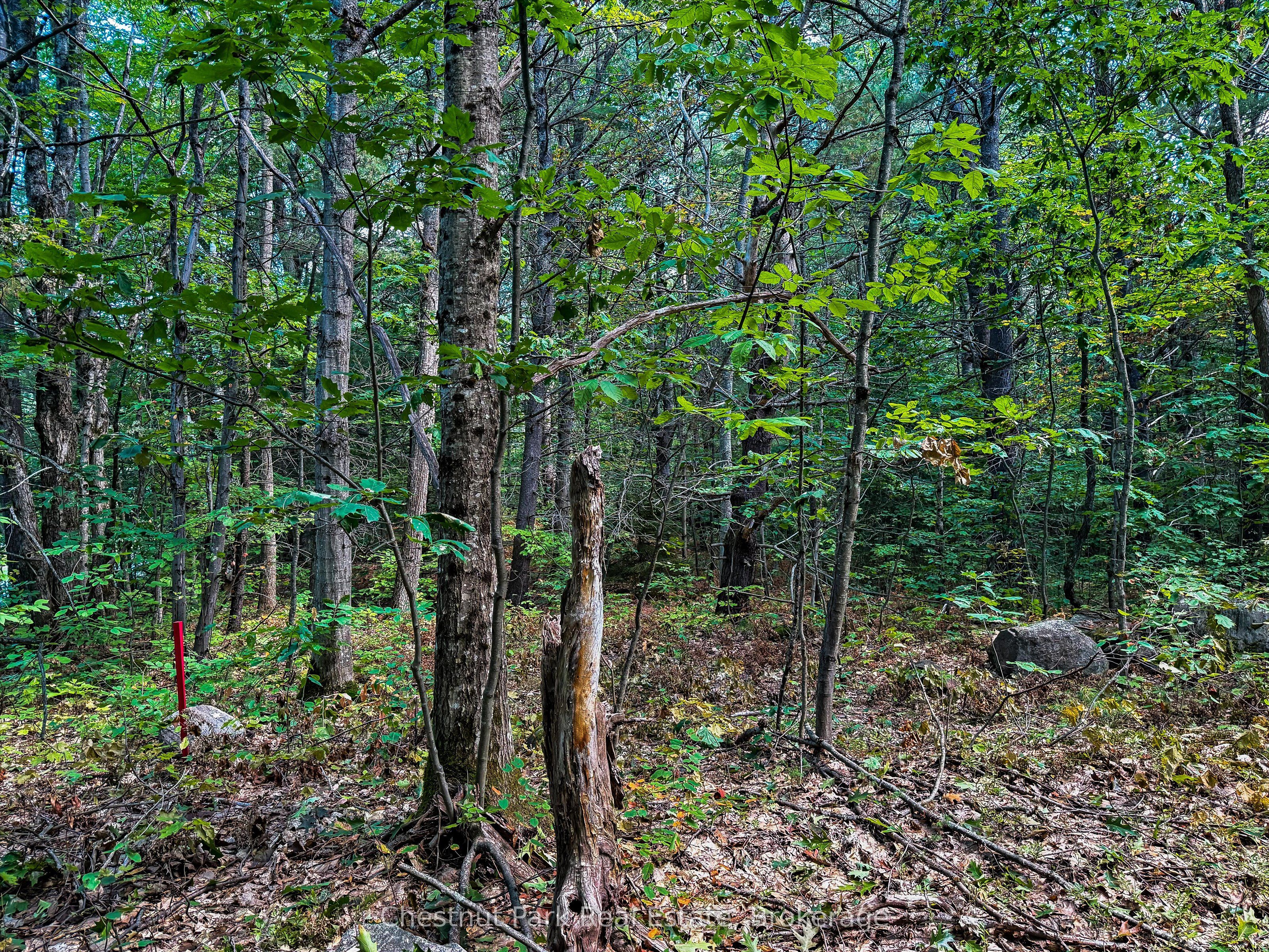 0 Langford Road, Lake of Bays, ON P0B 1A0 photo 4