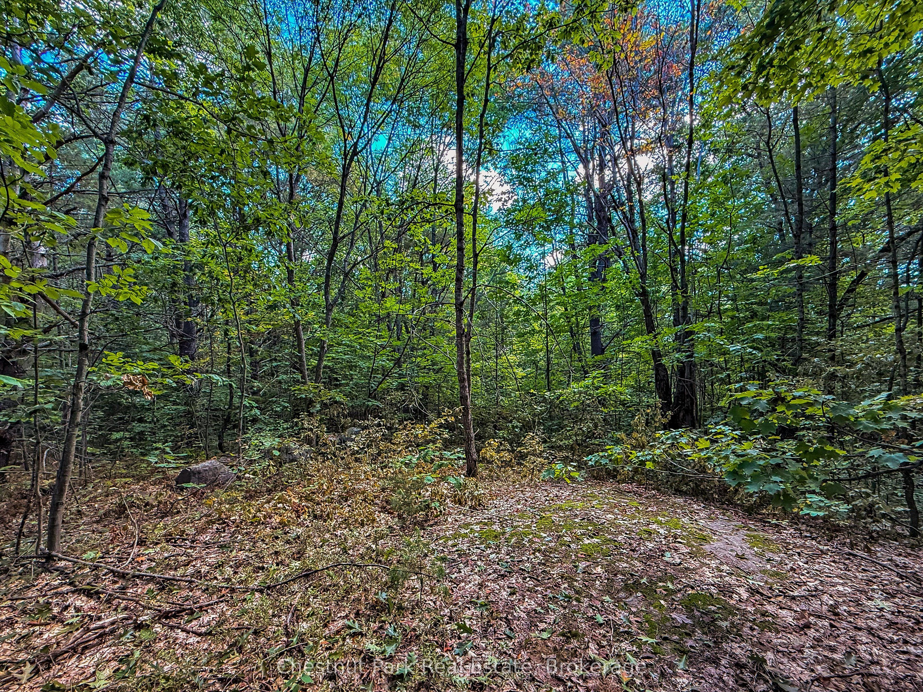 0 Langford Road, Lake of Bays, ON P0B 1A0 photo 5