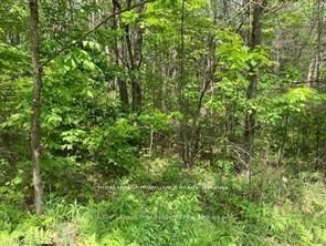 338 Glen Allen Road S, Marmora and Lake, ON K0K 2M0 photo 4