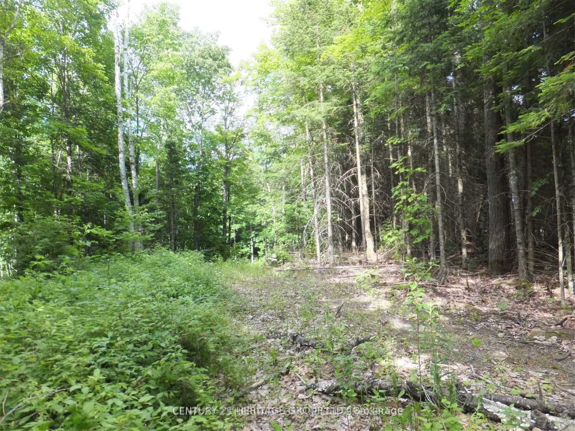 2080 Glamor Lake Road, Highlands East, ON K0M 1R0 photo 3