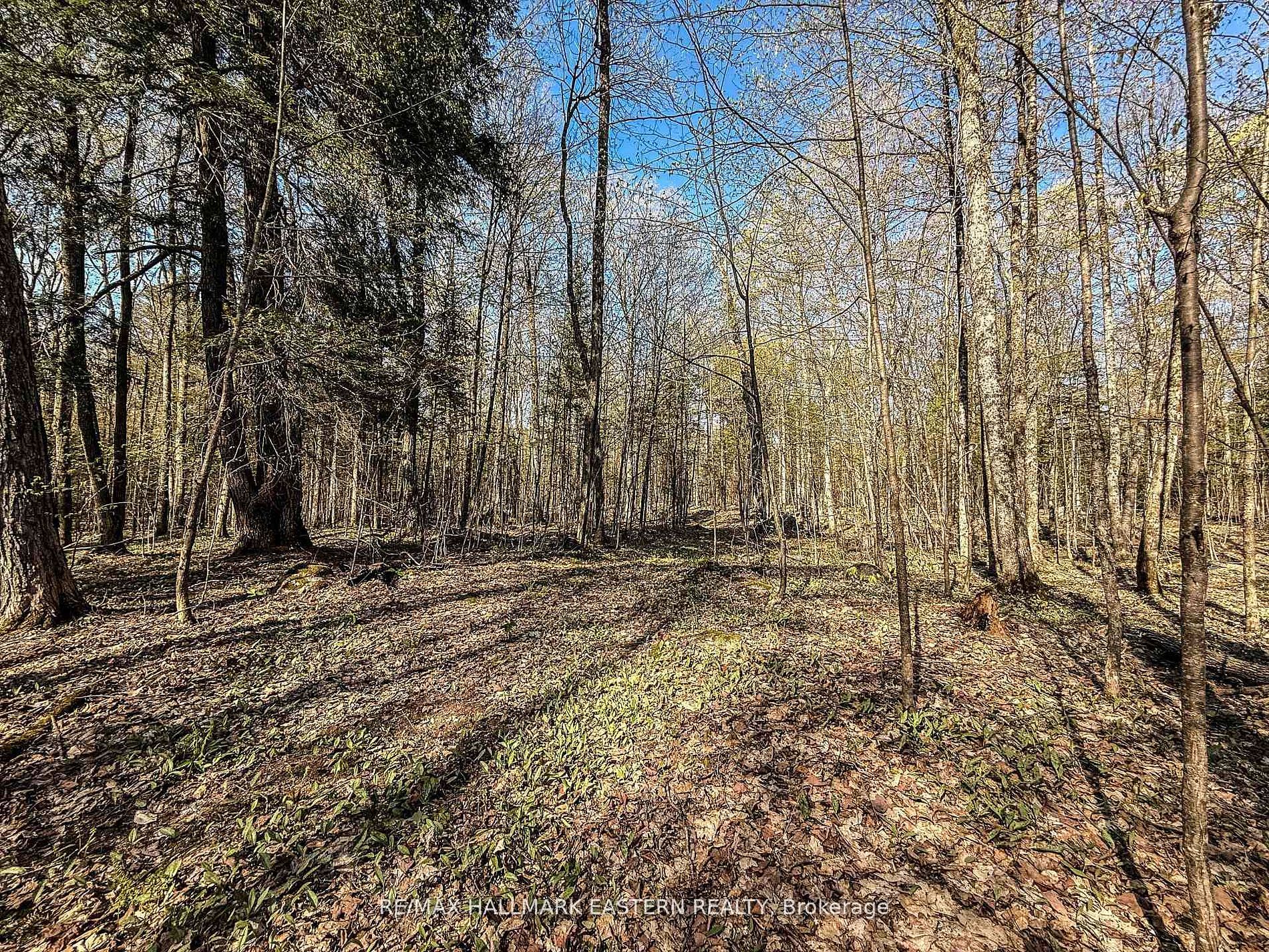 2494 Hadlington Road, Highlands East, ON K0L 3K0 photo 4