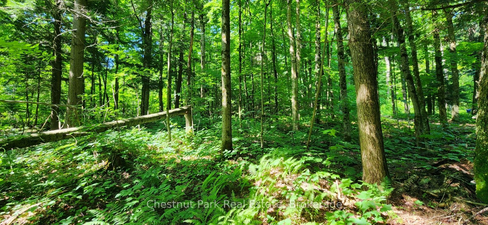 0 Skyline Drive, Armour, ON P0A 1C0 photo 5