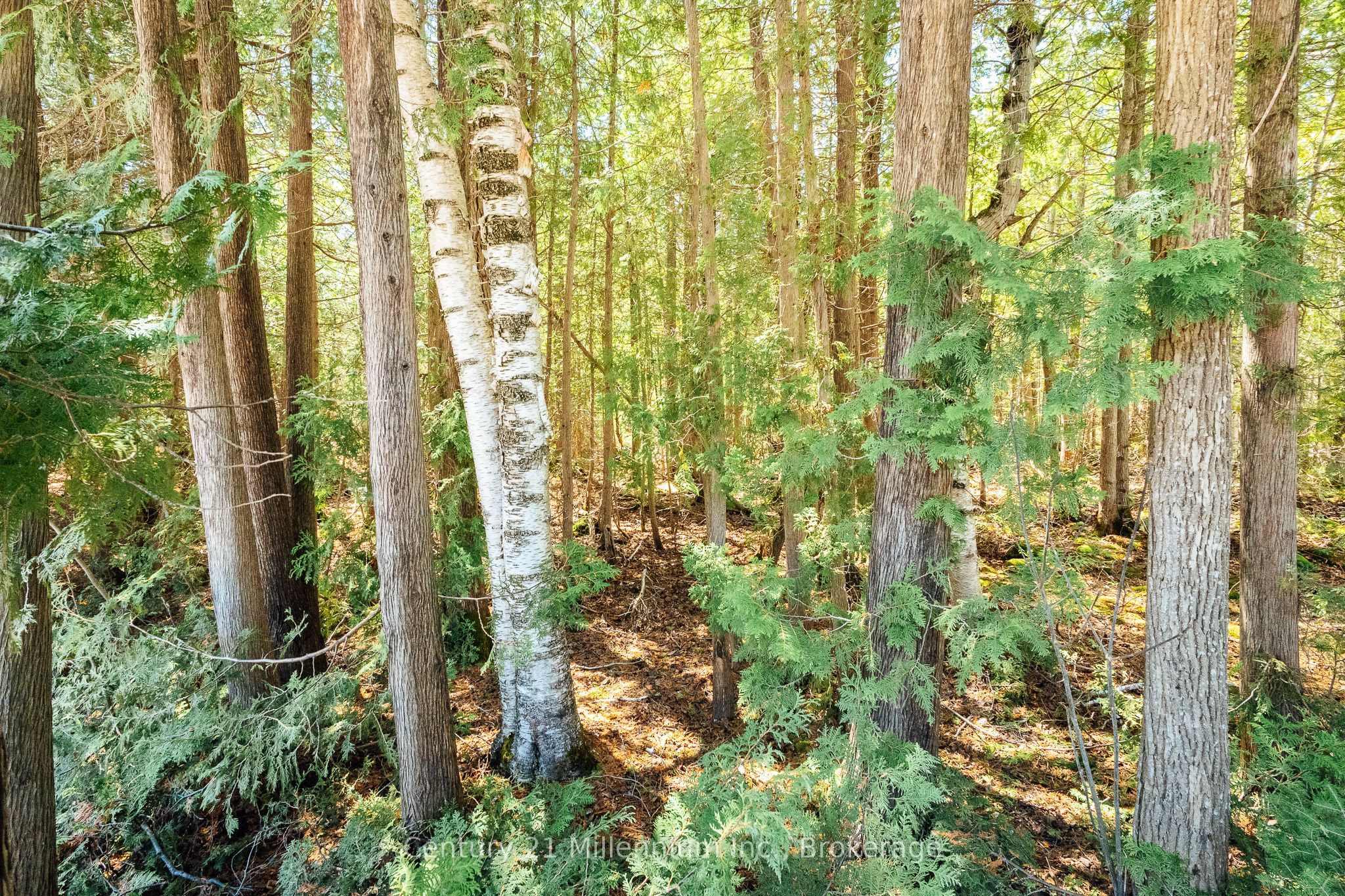 PT LT 24-25 CON 4 EBR, Northern Bruce Peninsula, ON N0H 1W0 photo 2
