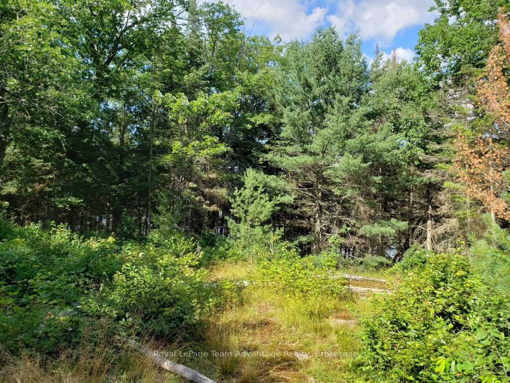 0 Unopened Road Allowance Road, McKellar, ON P2A 2W7 photo 3