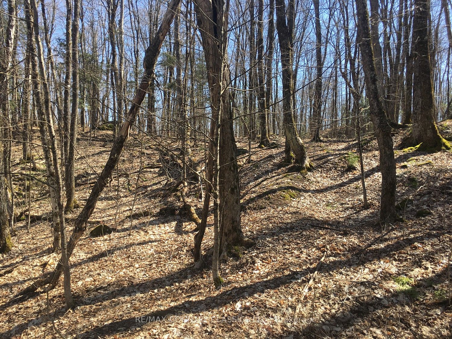 5192 Hwy 620, Wollaston, ON K0L 1P0 photo 3
