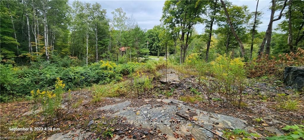 169 Northern Avenue, Trent Lakes, ON K0M 1A0 photo 3