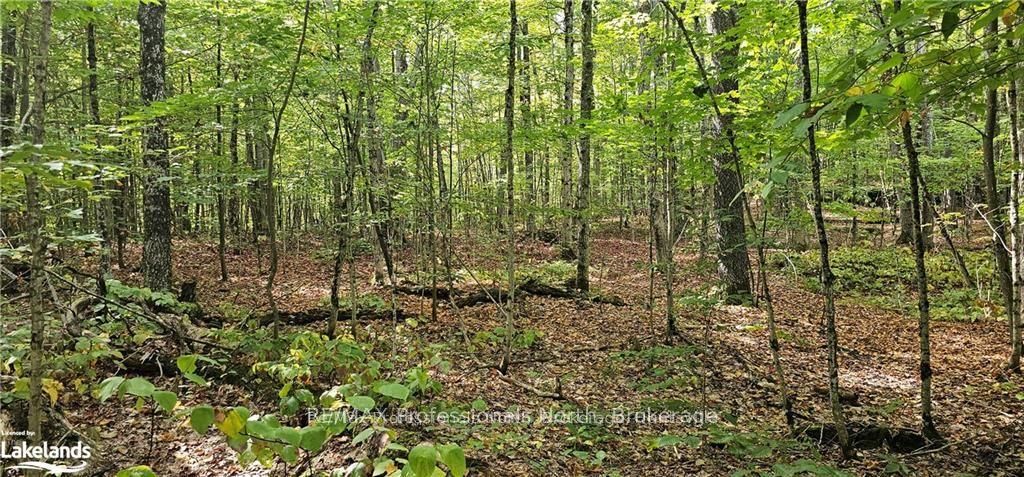 00 SOUTH HORN LAKE Road, Magnetawan, ON P0B 1C0 photo 2