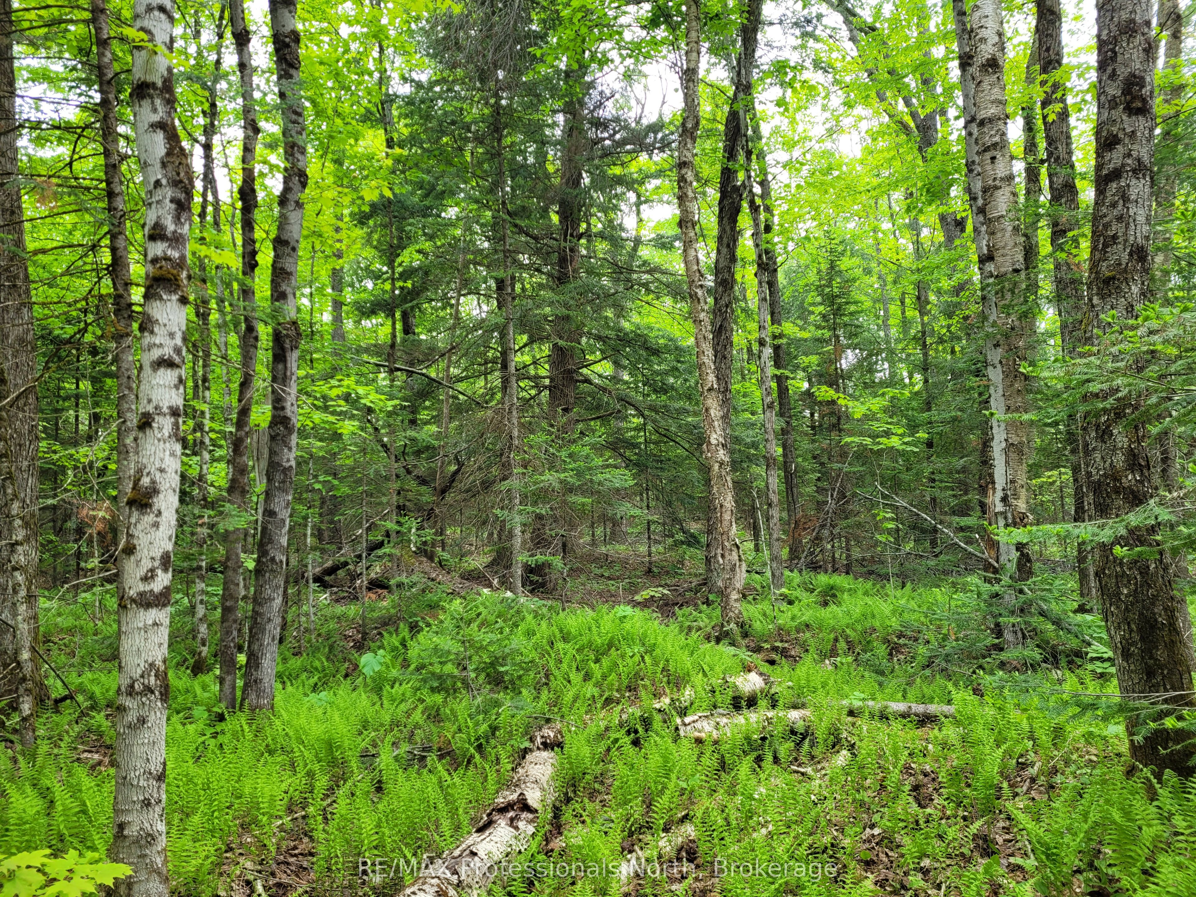 TBD Gelert Road, Minden Hills, ON K0M 2K0 photo 4