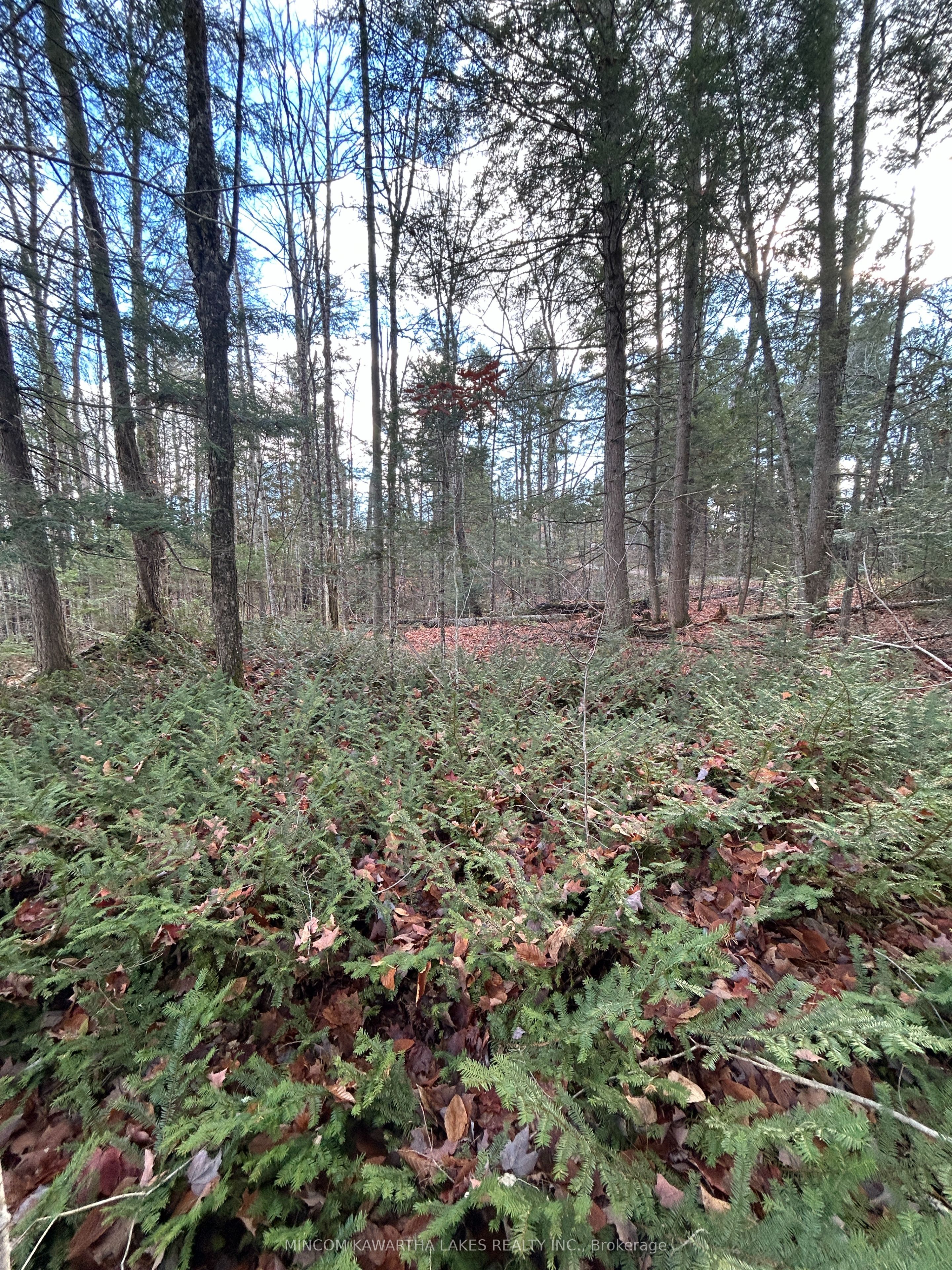 0 Mill Lake Road, North Kawartha, ON K0L 1A0 photo 5