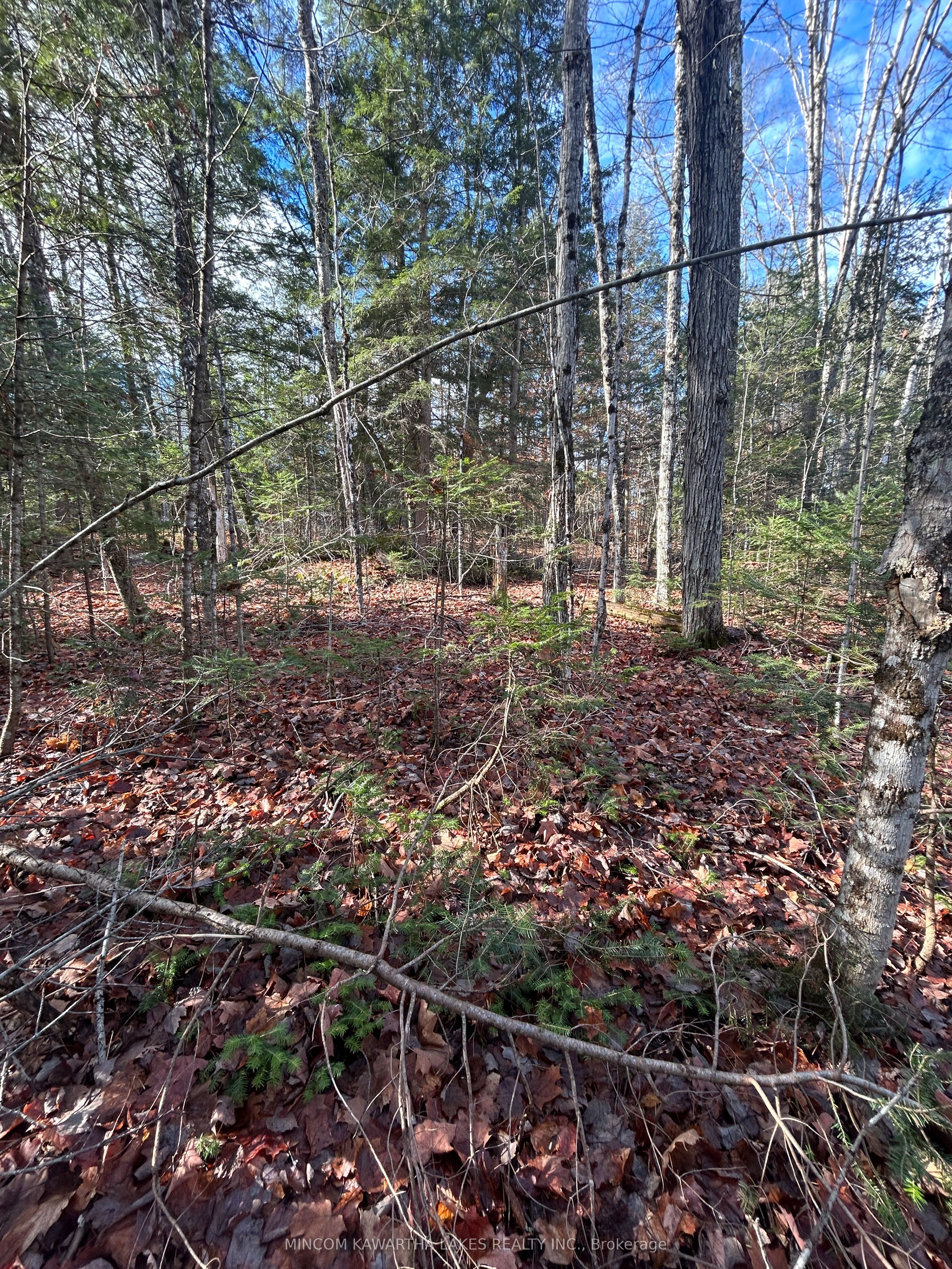 00 Mill Lake Road, North Kawartha, ON K0L 1A0 photo 2