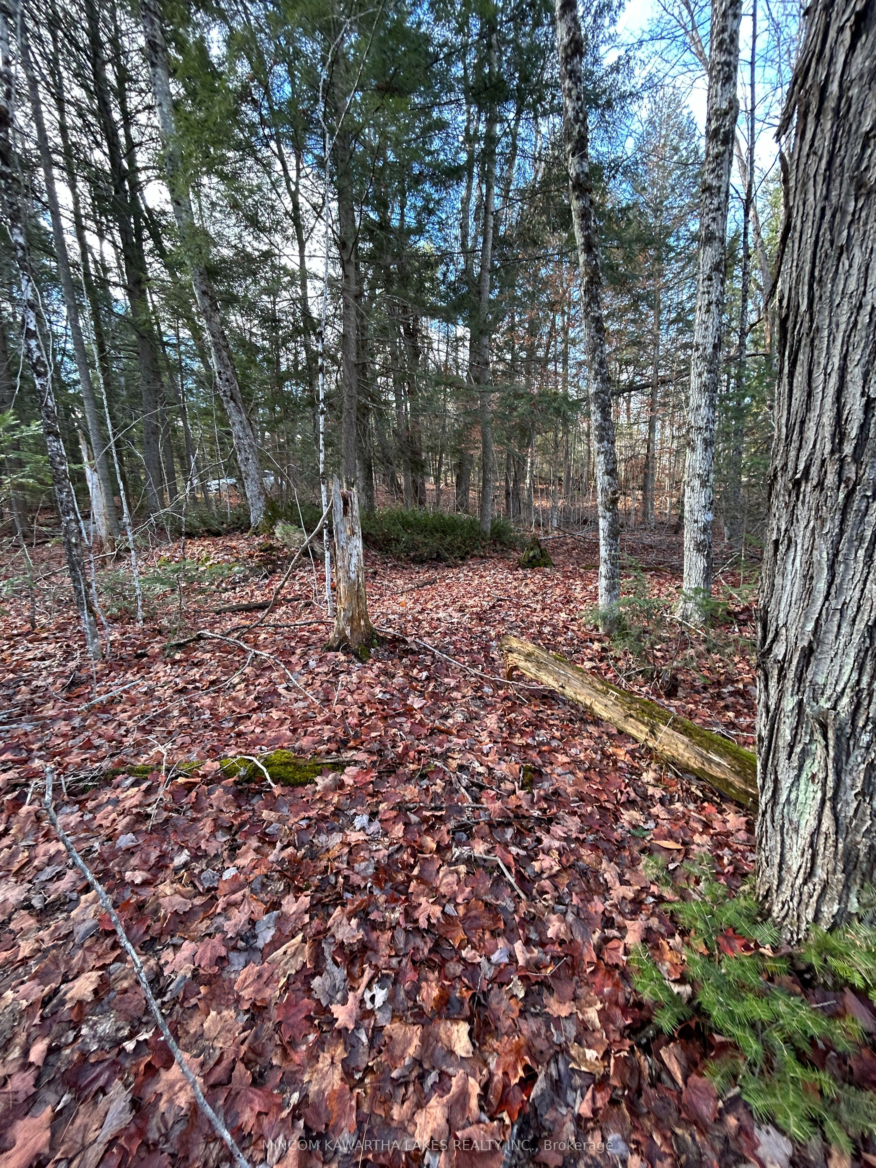 00 Mill Lake Road, North Kawartha, ON K0L 1A0 photo 3