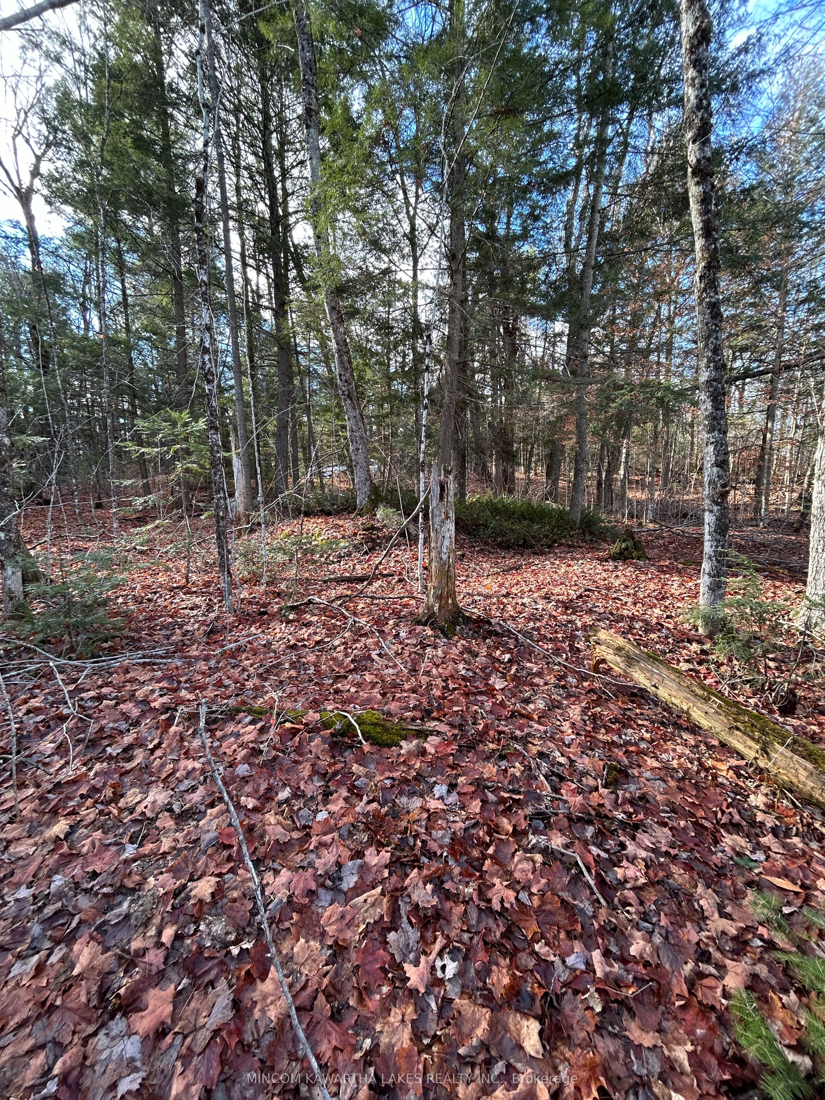 00 Mill Lake Road, North Kawartha, ON K0L 1A0 photo 4