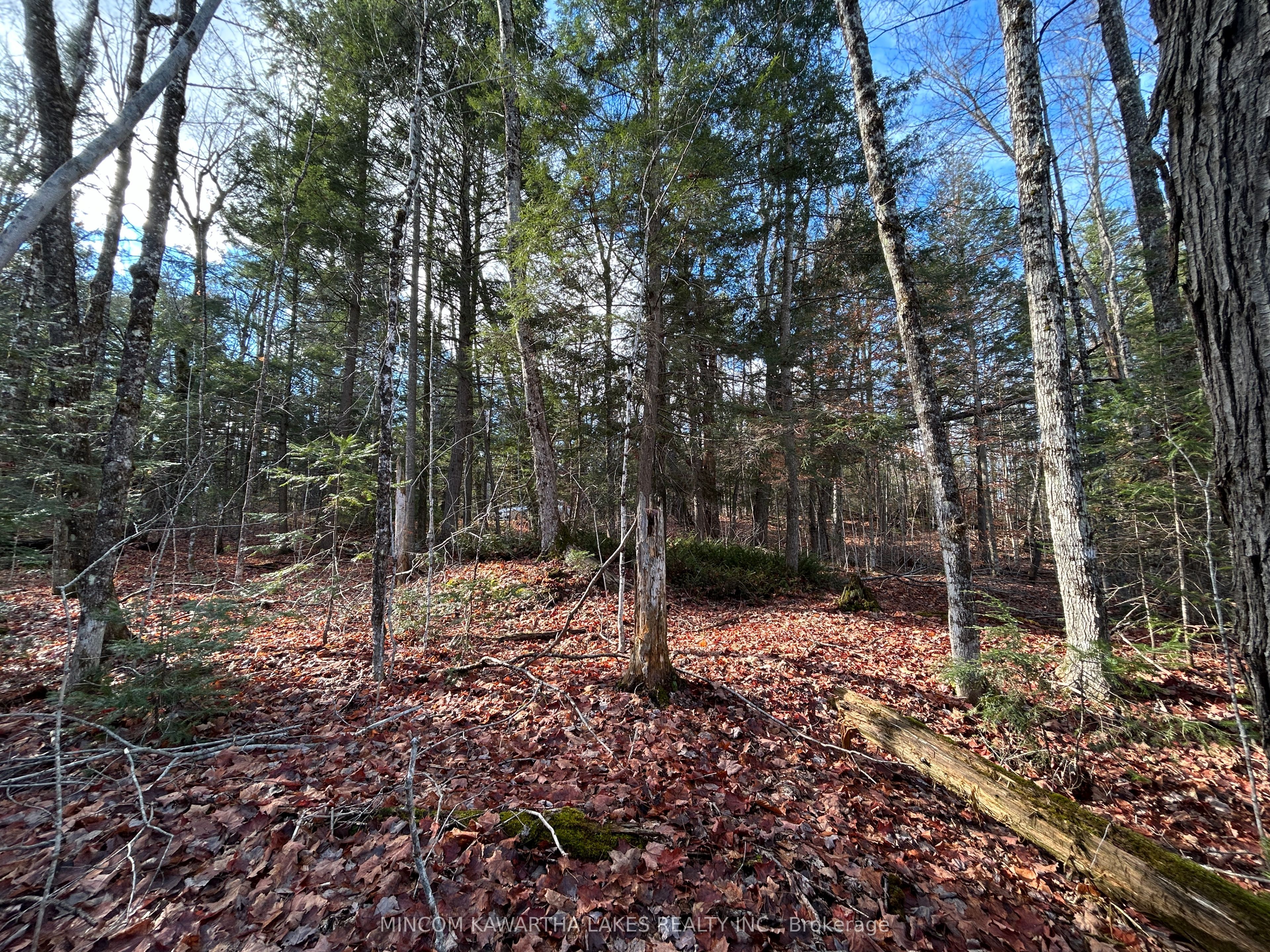 00 Mill Lake Road, North Kawartha, ON K0L 1A0 photo 5
