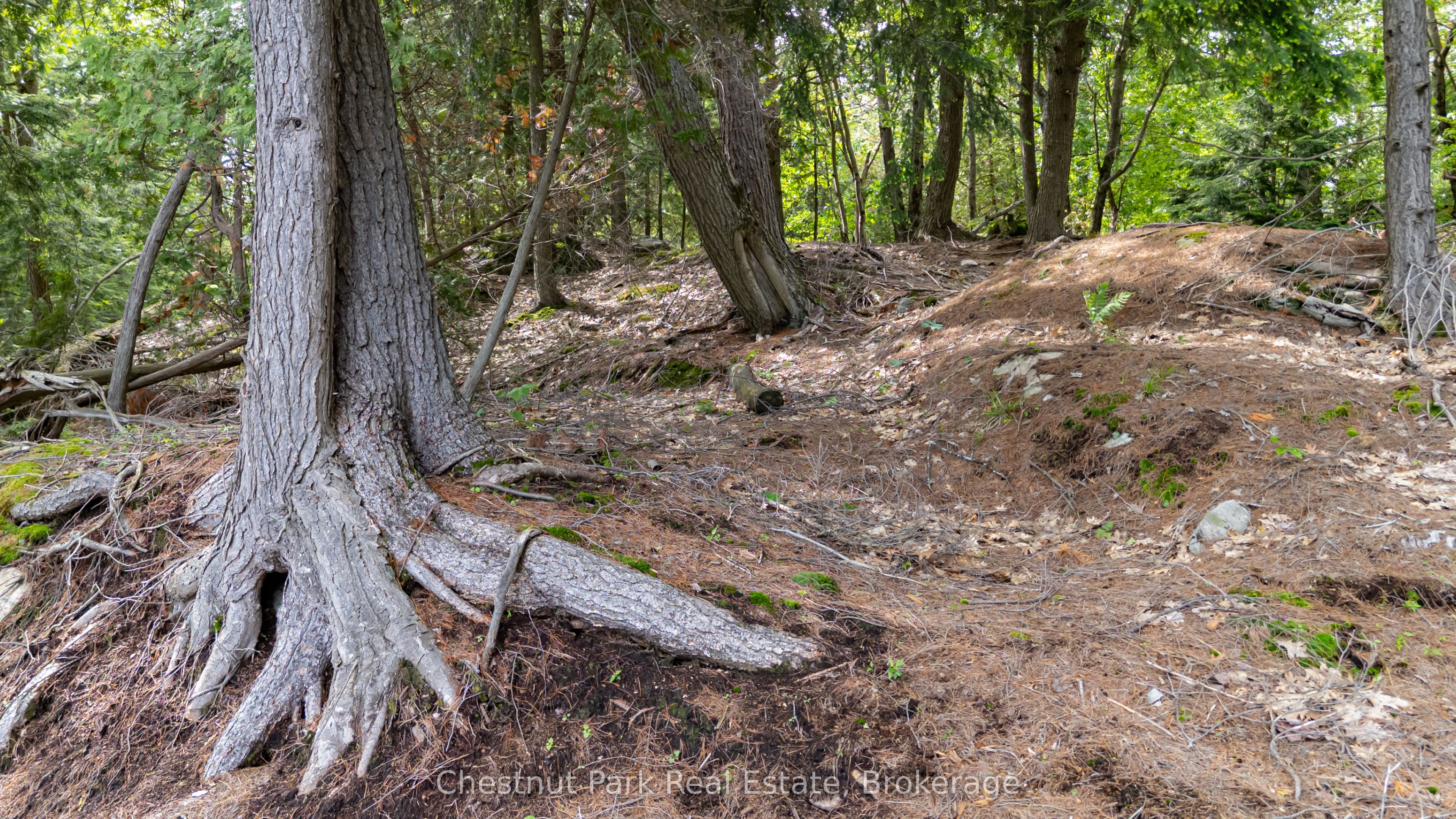 0 Meda Island Lot 4 N/A, Muskoka Lakes, ON P0B 1J0 photo 3