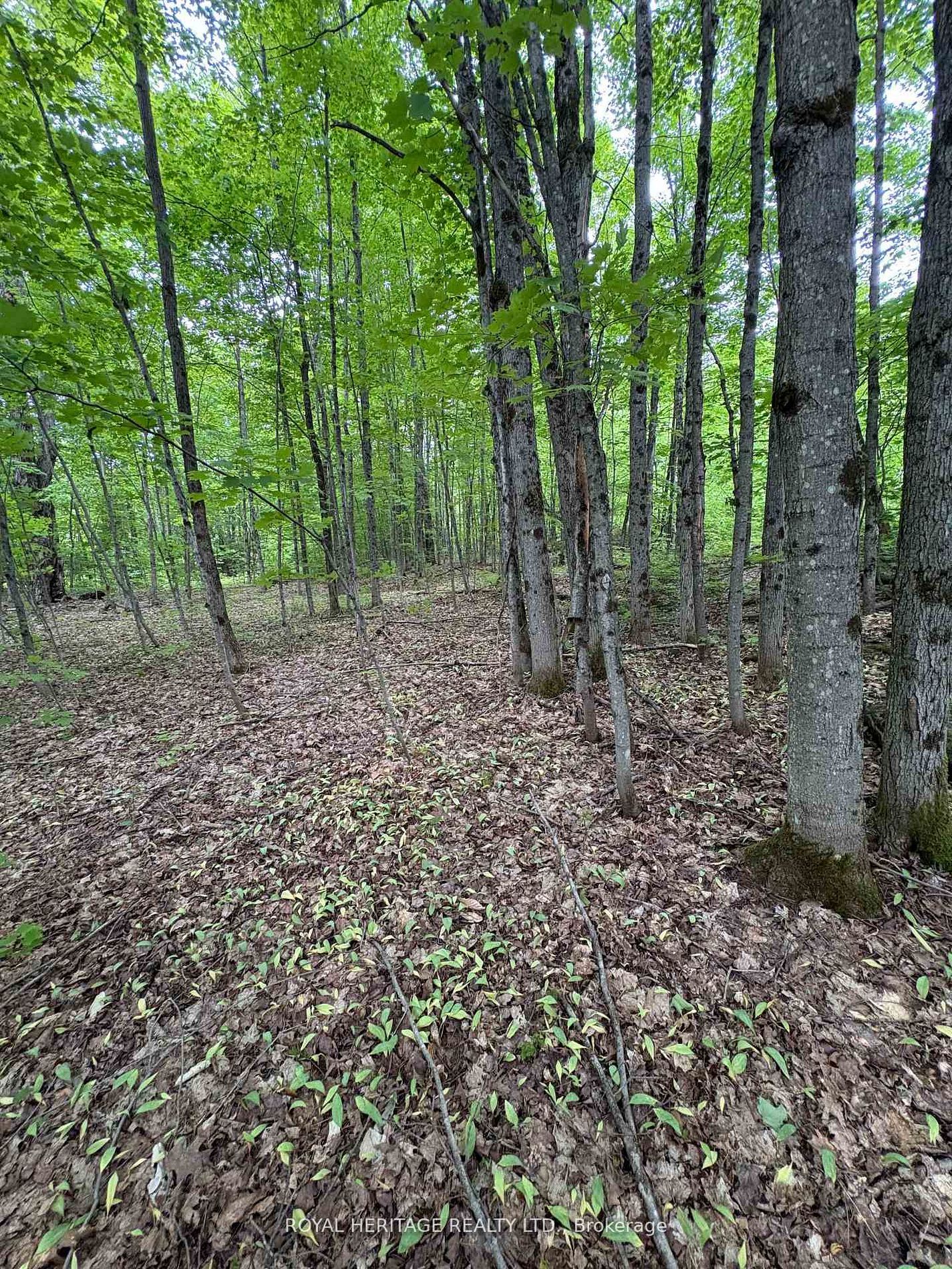 1043 Lawrence Pit Road, Muskoka Lakes, ON P0B 1M0 photo 3