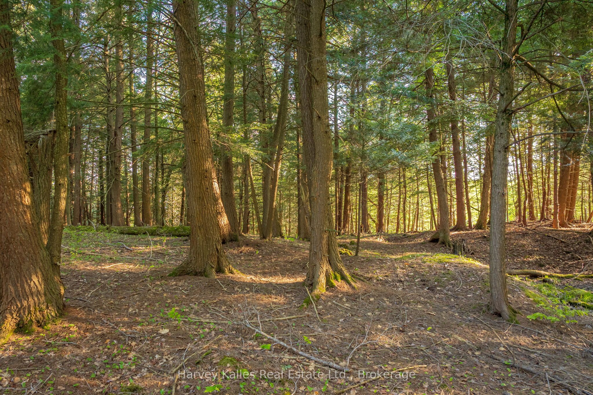 38 Gryffin Bluffs Lane Lot #8, Huntsville, ON P0B 1M0 photo 4
