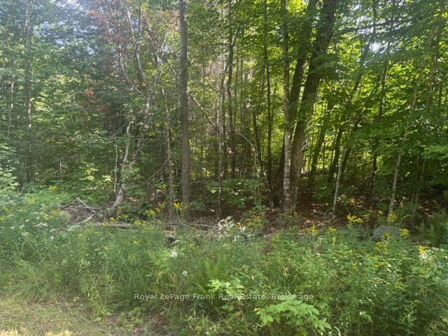 905 & 841 North McKenzie Lake Road, South Algonquin, ON K0J 2M0 photo 3