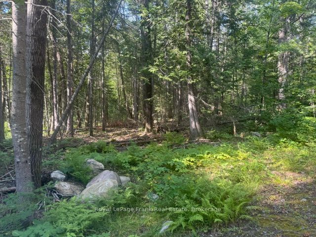 905 & 841 North McKenzie Lake Road, South Algonquin, ON K0J 2M0 photo 5