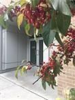 235 Patterson Avenue PH6, Glebe - Ottawa East and Area, ON K1S 1Y4 photo 2