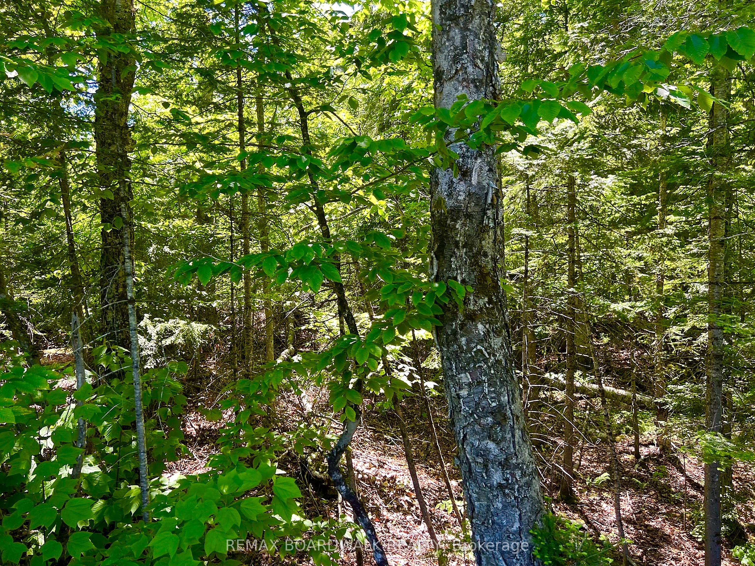 00 Buckshot Lake Road, Addington Highlands, ON K0H 1K0 photo 5