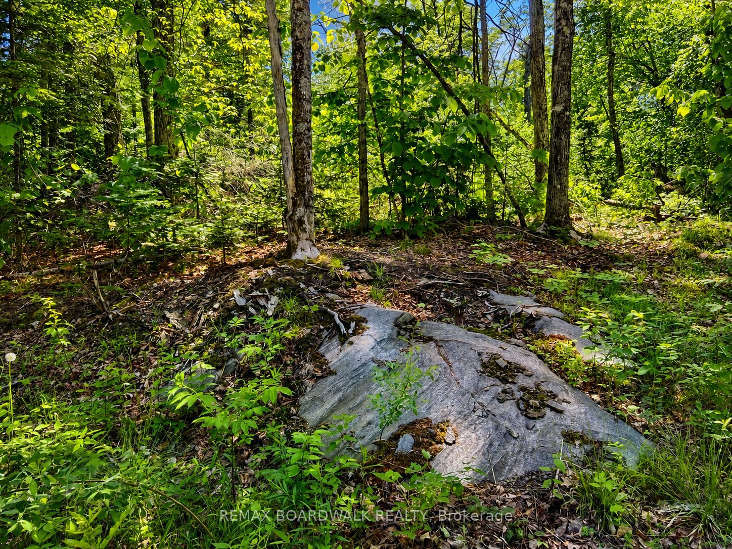 0 Buckshot Lake Road, Addington Highlands, ON K0H 1K0 photo 5