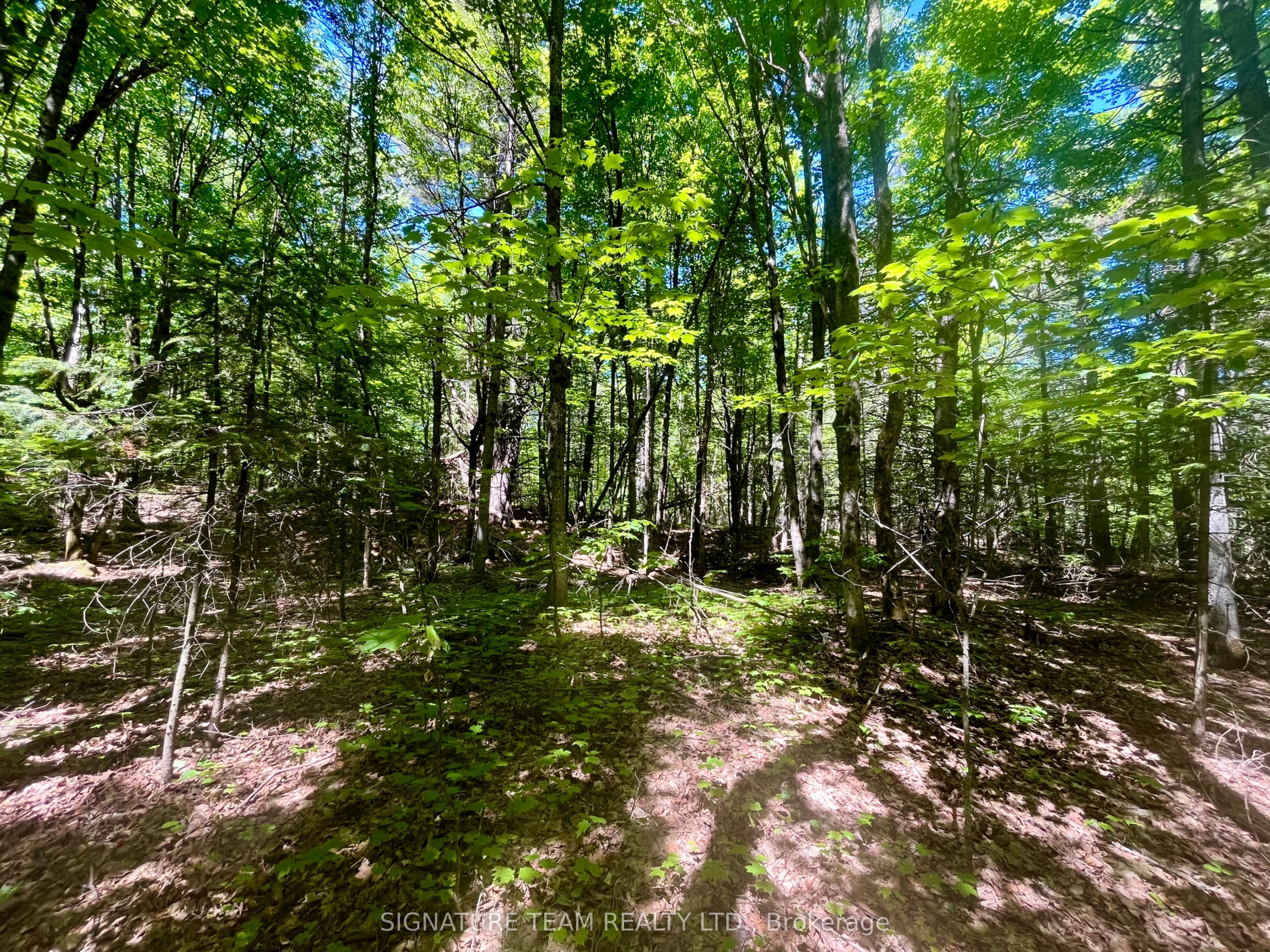 Pt Lt's 5 & 6 Foymount Road, Bonnechere Valley, ON K0J 1W0 photo 4