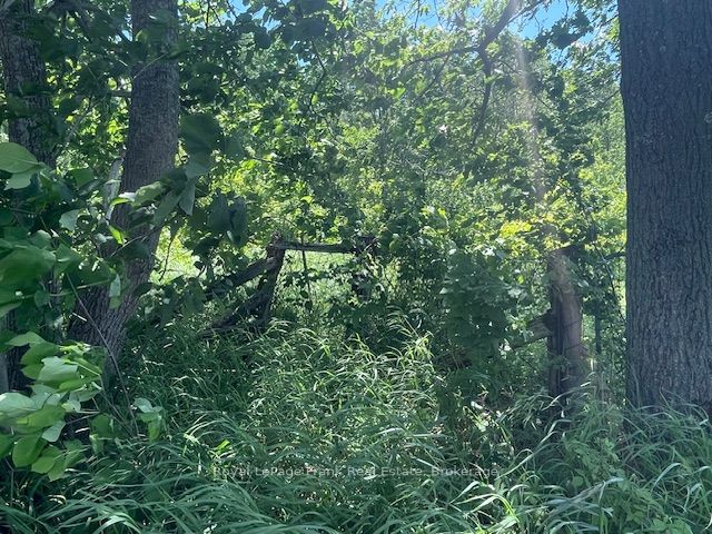 0 Balsam Lake Drive, Kawartha Lakes, ON K0M 2B0 photo 3