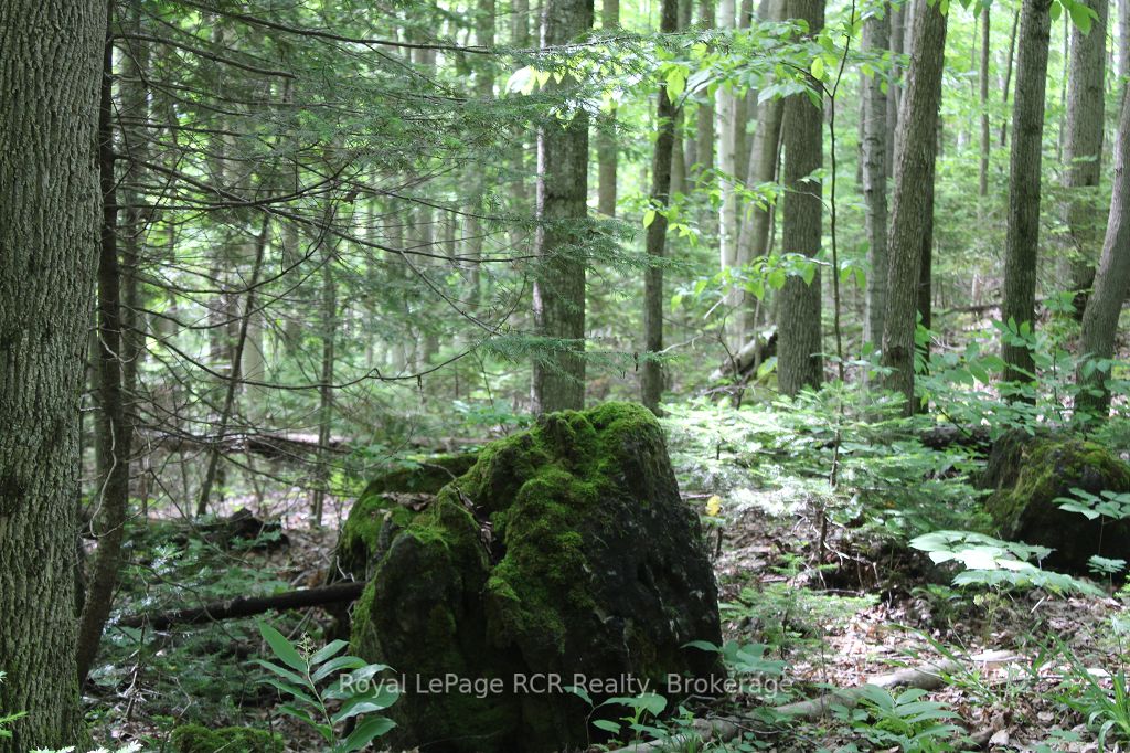 PT LT 15 CON 13 Concession 14 Road, Georgian Bluffs, ON N0H 1P0 photo 5