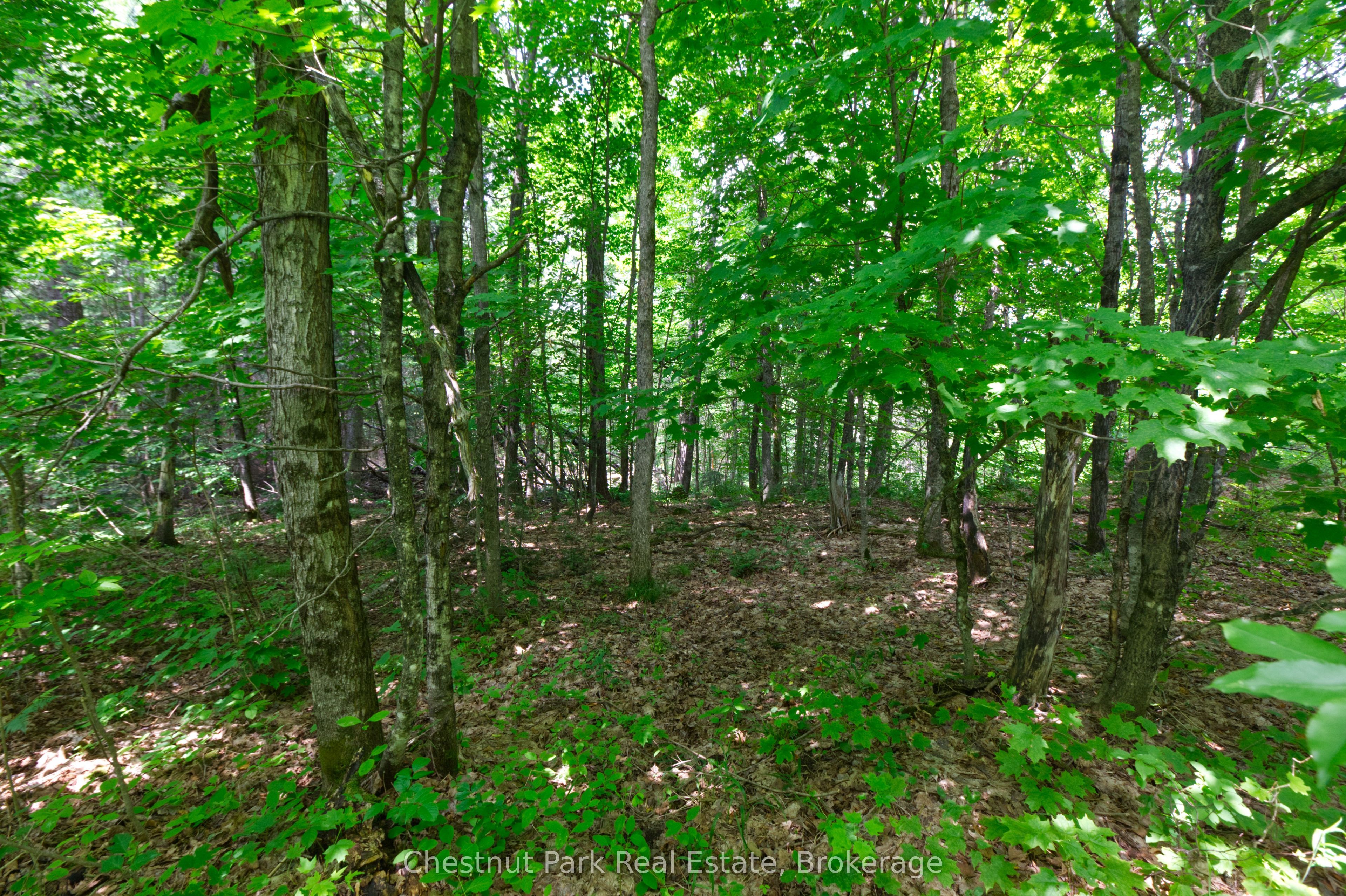 Lot 78 141 Highway, Seguin, ON P0C 1J0 photo 3