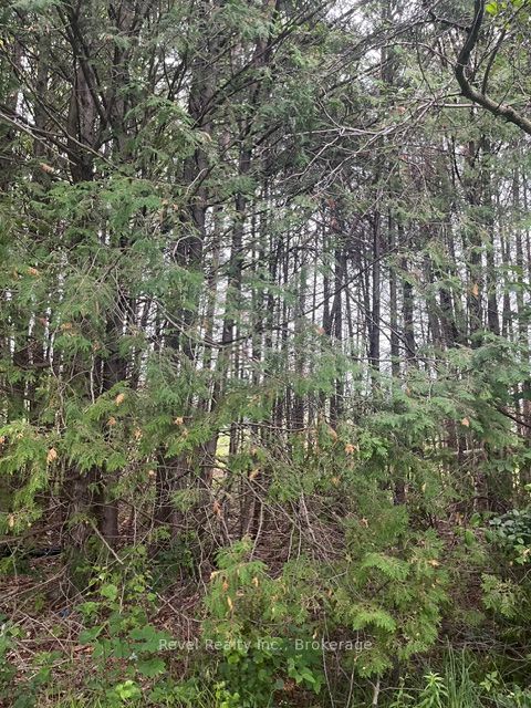 0 LILAC ROAD AT PIGEON LAKE ROAD, Kawartha Lakes, ON K9V 4R3 photo 5
