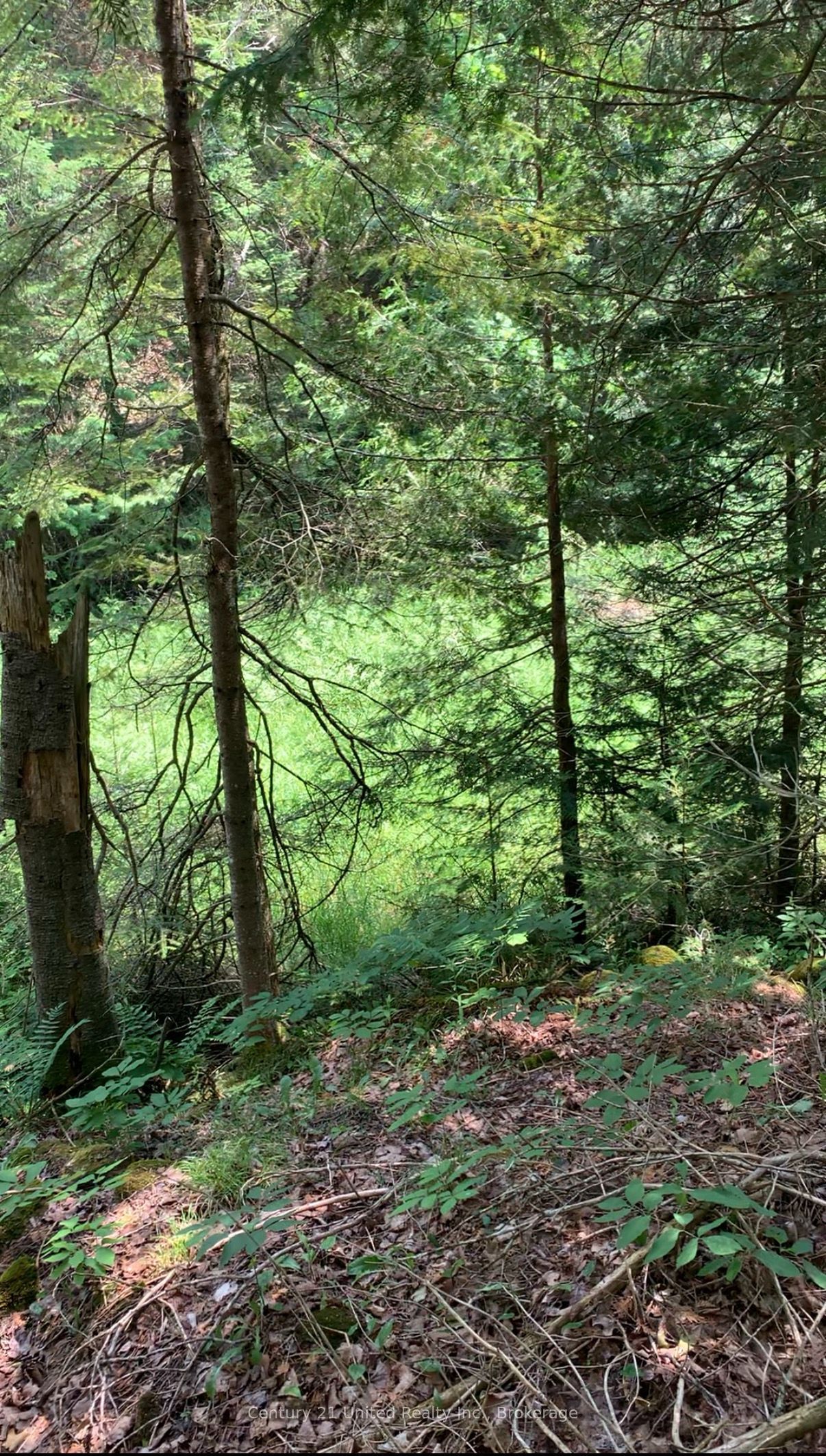 N/A Highway 28 (North Lot), Highlands East, ON K0L 1C0 photo 3