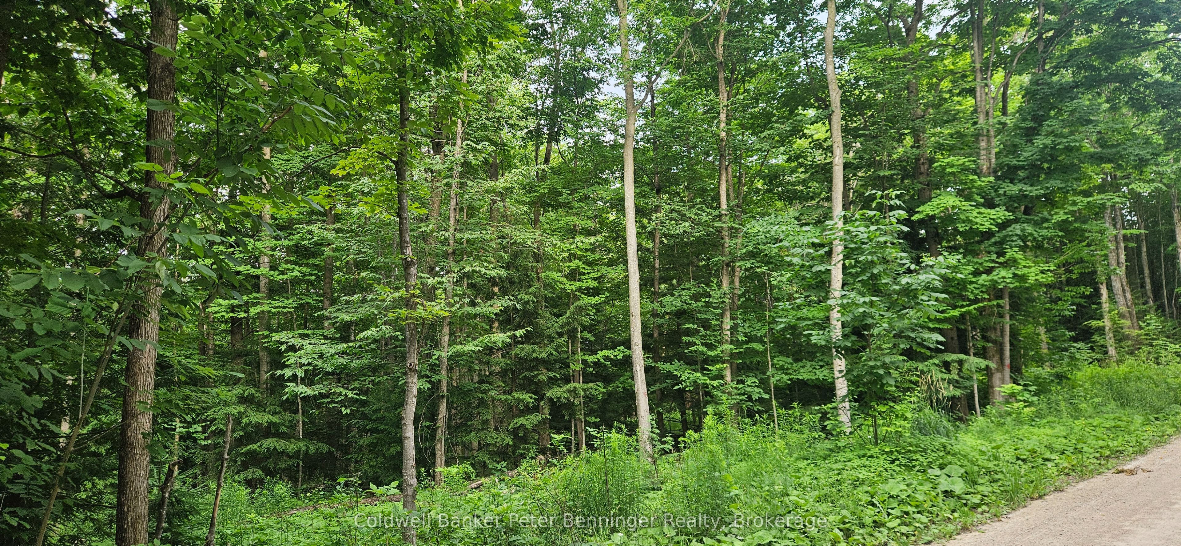 Lot 6 Concession 12 NDR Bentinck, West Grey, ON N0G 1S0 photo 3