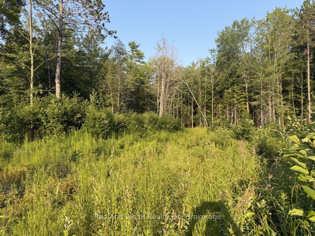 41 Mintha Street, Madawaska Valley, ON K0J 1B0 photo 4